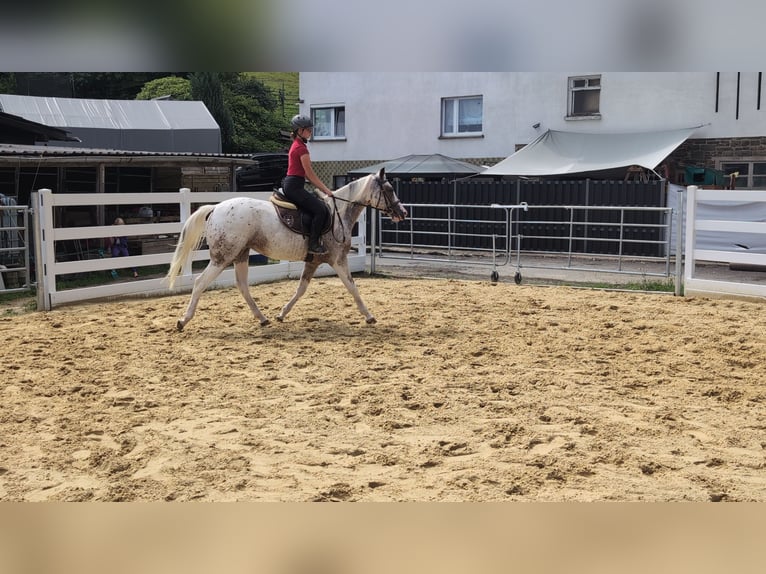 Appaloosa Yegua 3 años 158 cm Atigrado/Moteado in Morsbach