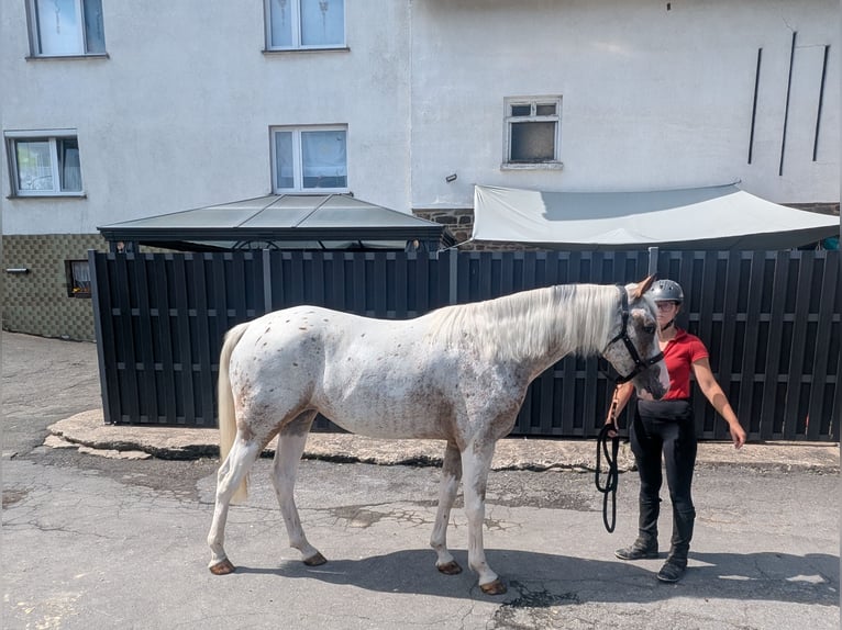 Appaloosa Yegua 3 años 158 cm Atigrado/Moteado in Morsbach
