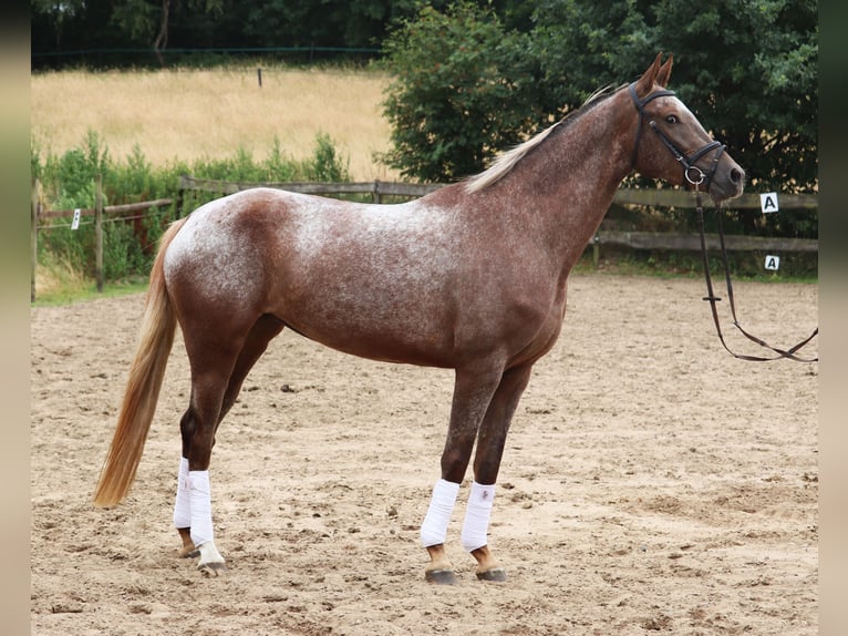Appaloosa Yegua 3 años 162 cm Red Dun/Cervuno in uelsen