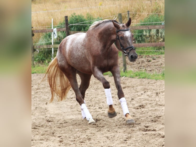Appaloosa Yegua 3 años 162 cm Red Dun/Cervuno in uelsen