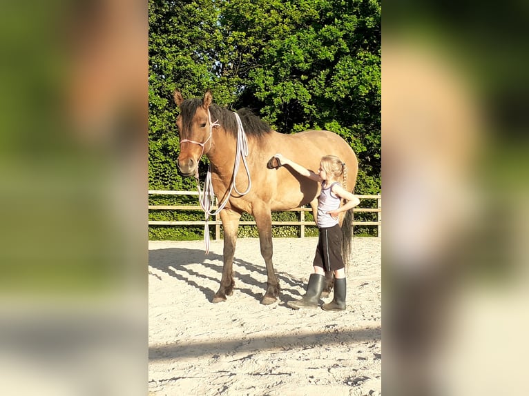 Appaloosa Mestizo Yegua 3 años 163 cm Grullo in Ruinen