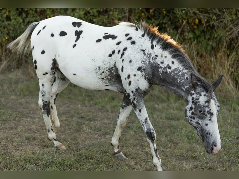 Appaloosa Yegua 3 años Negro in Ransweiler