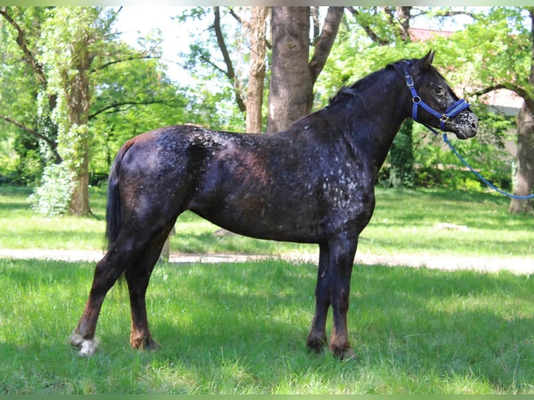 Appaloosa Mestizo Yegua 4 años 138 cm Castaño rojizo in Békés
