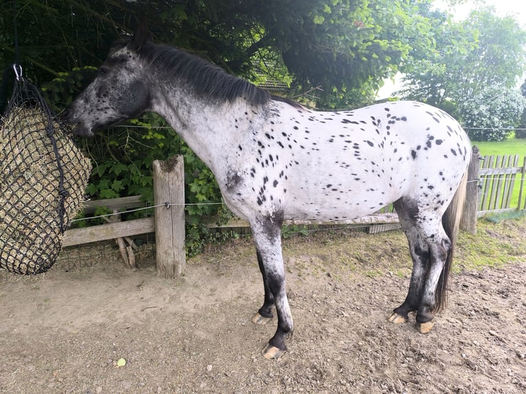 Appaloosa Mestizo Yegua 4 años 143 cm Atigrado/Moteado in Georgsmarienhütte
