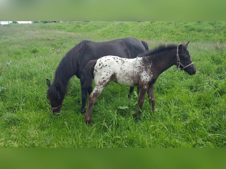 Appaloosa Mestizo Yegua 4 años 143 cm Atigrado/Moteado in Georgsmarienhütte