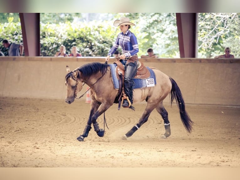 Appaloosa Yegua 4 años 145 cm Buckskin/Bayo in Rechenberg-Bienenmühle