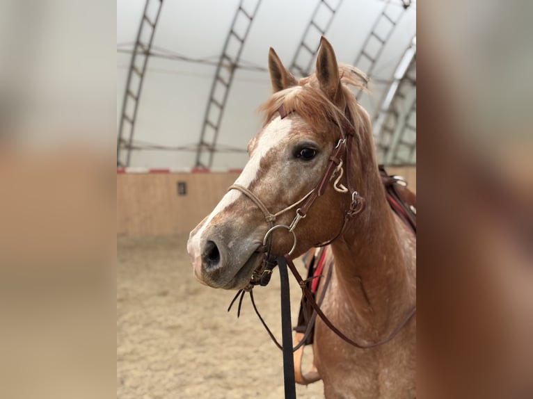 Appaloosa Mestizo Yegua 4 años 145 cm  in Klagenfurt