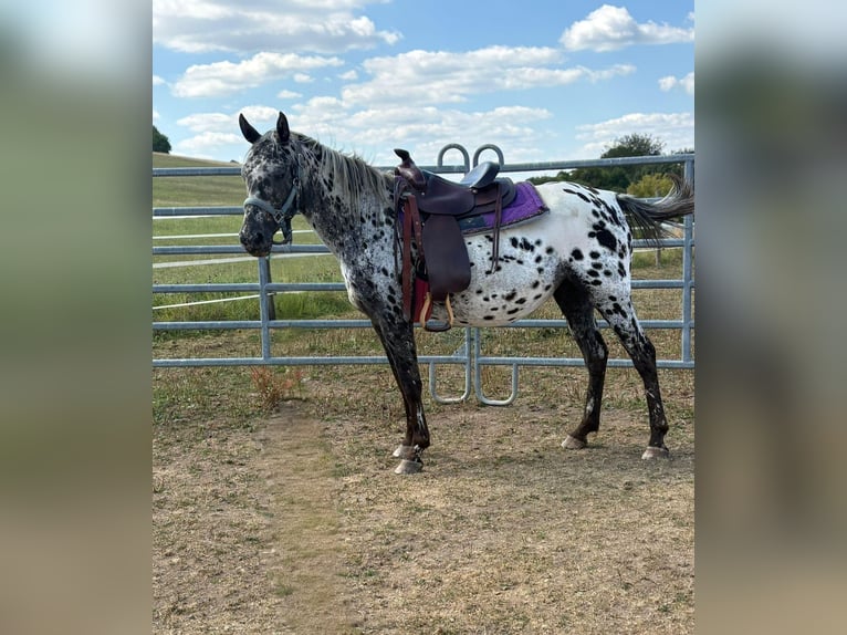 Appaloosa Yegua 4 años 150 cm Atigrado/Moteado in Kotternborn