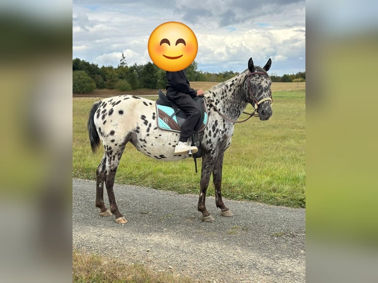 Appaloosa Yegua 4 años 150 cm Atigrado/Moteado in Kotternborn