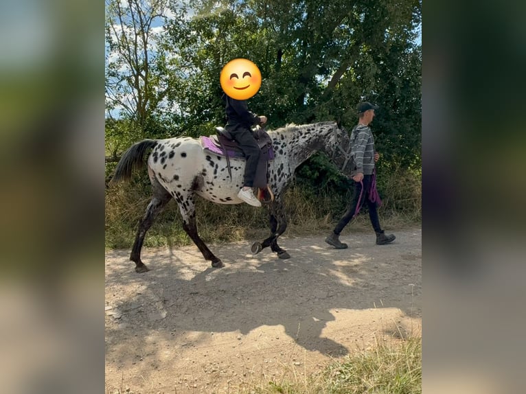 Appaloosa Yegua 4 años 150 cm Atigrado/Moteado in Kotternborn