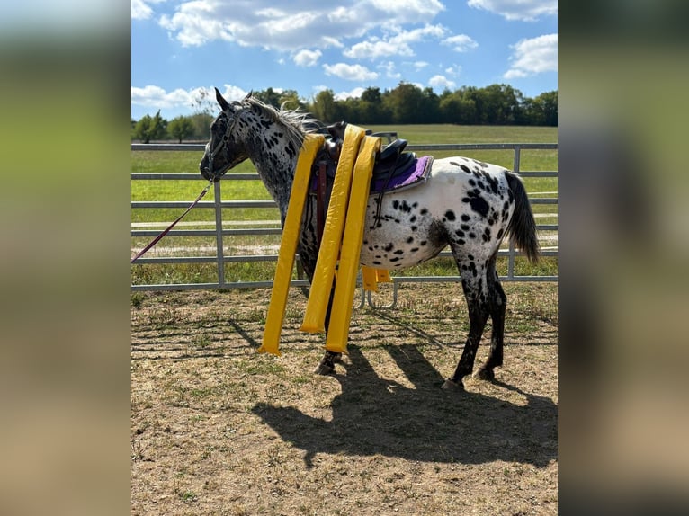 Appaloosa Yegua 4 años 150 cm Atigrado/Moteado in Kotternborn