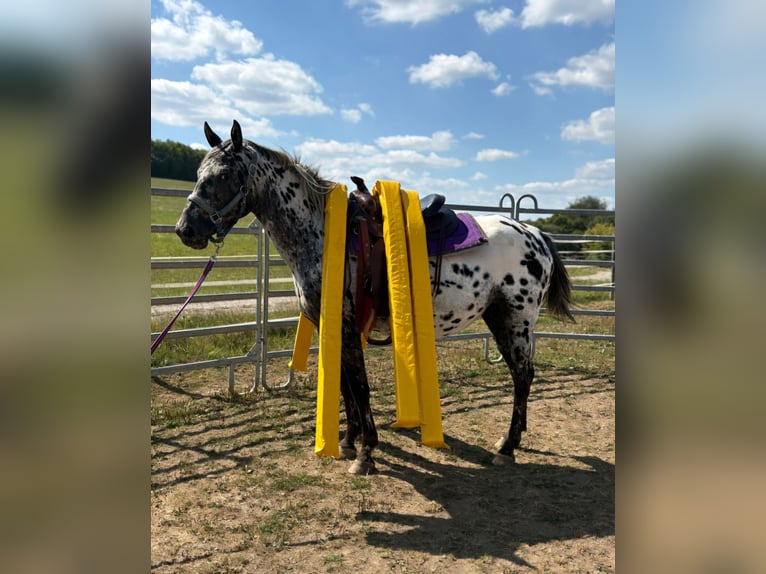 Appaloosa Yegua 4 años 150 cm Atigrado/Moteado in Kotternborn