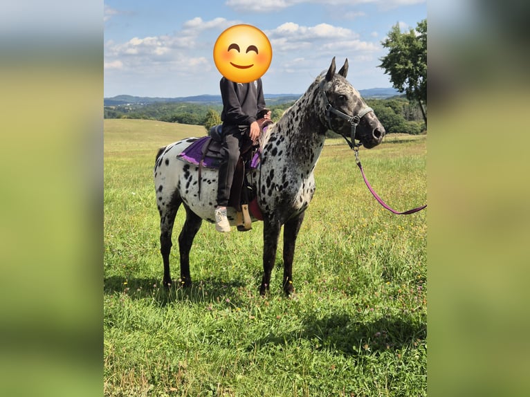 Appaloosa Yegua 4 años 150 cm Atigrado/Moteado in Kotternborn