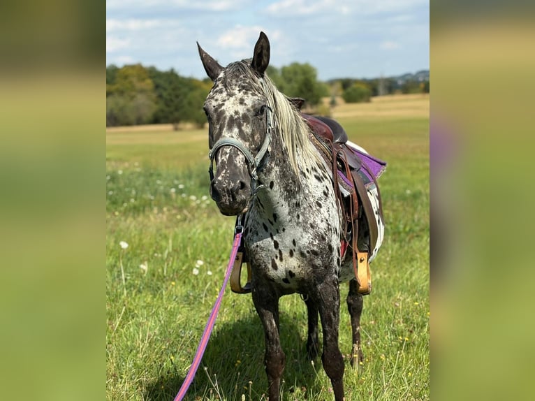 Appaloosa Yegua 4 años 150 cm Atigrado/Moteado in Kotternborn