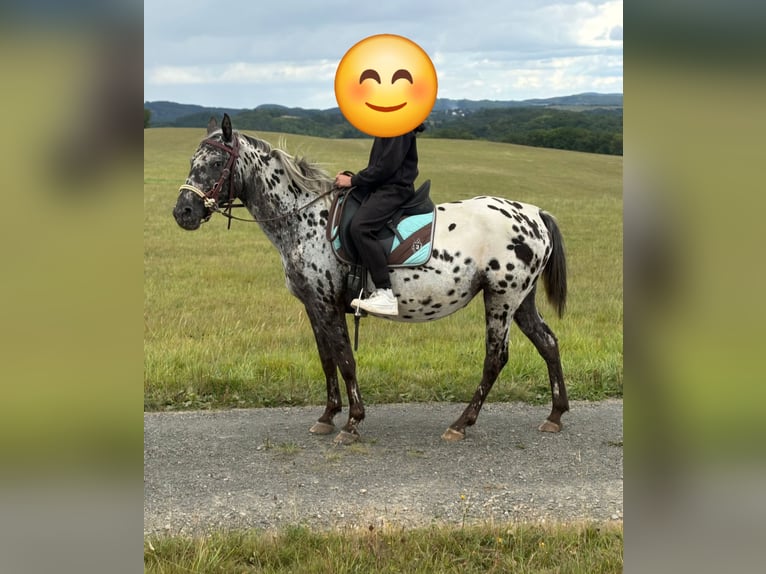 Appaloosa Yegua 4 años 150 cm Atigrado/Moteado in Kotternborn