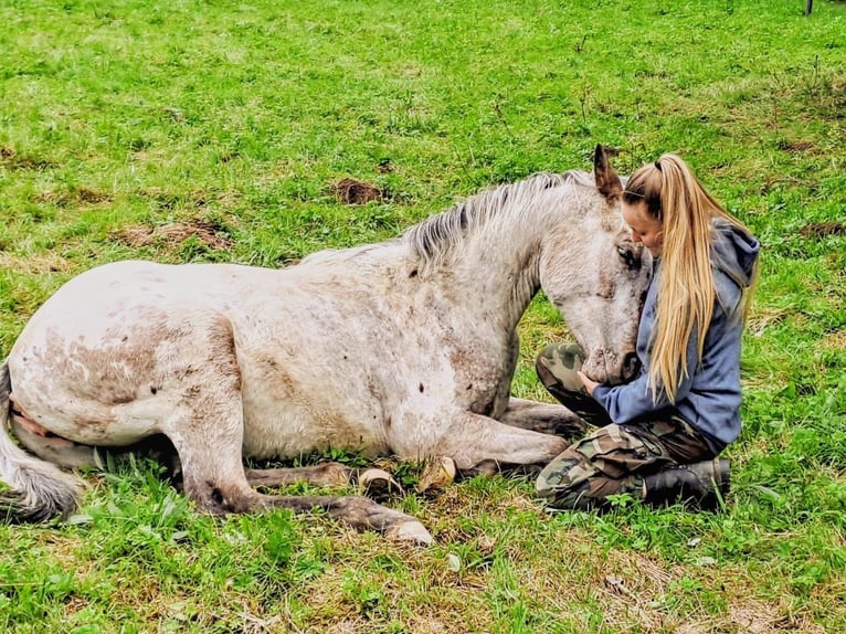 Appaloosa Yegua 4 años 151 cm Castaño-ruano in Eger