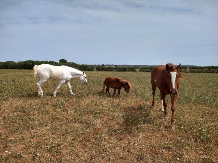 Appaloosa Mestizo Yegua 4 años 152 cm in Campos (Ballearen-Mallorca)