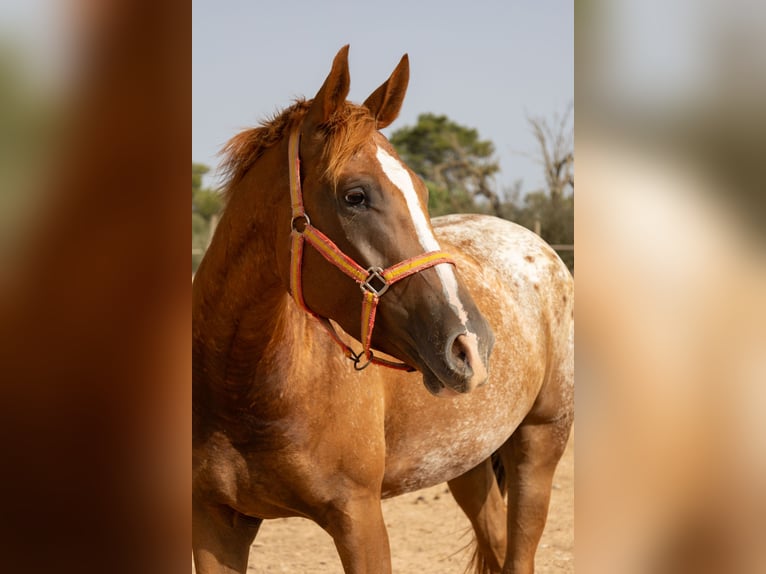 Appaloosa Yegua 4 años 154 cm Castaño in Algaida