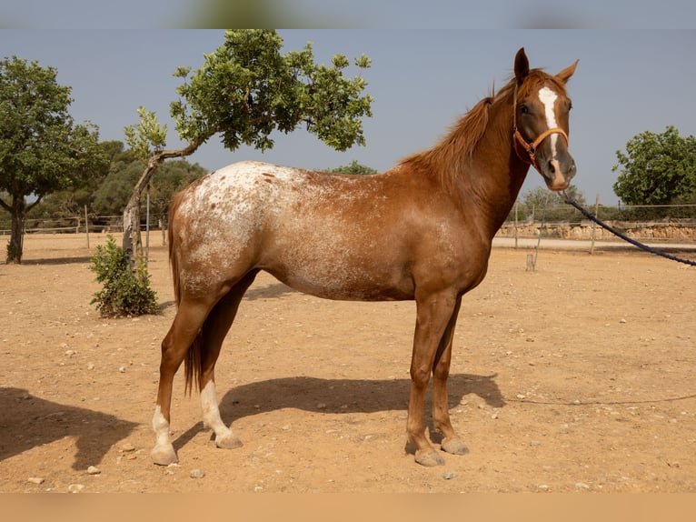 Appaloosa Yegua 4 años 154 cm Castaño in Algaida