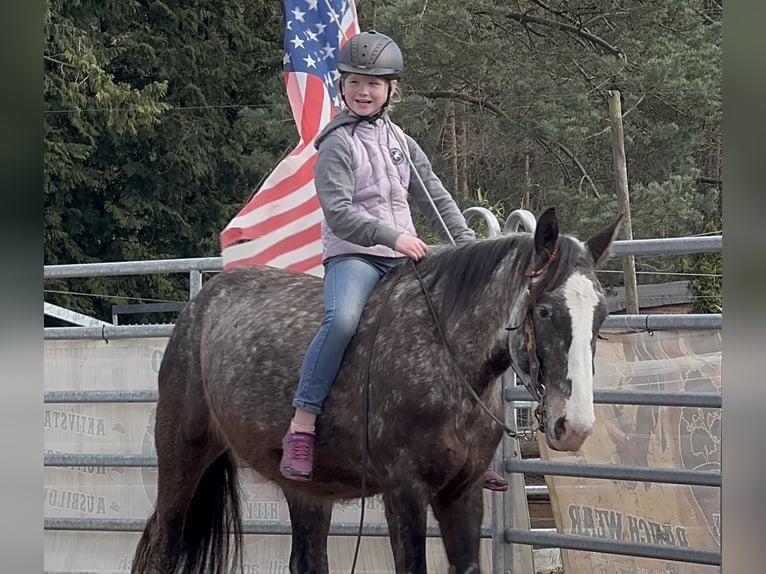 Appaloosa Mestizo Yegua 4 años 155 cm Tordo rodado in Soltau