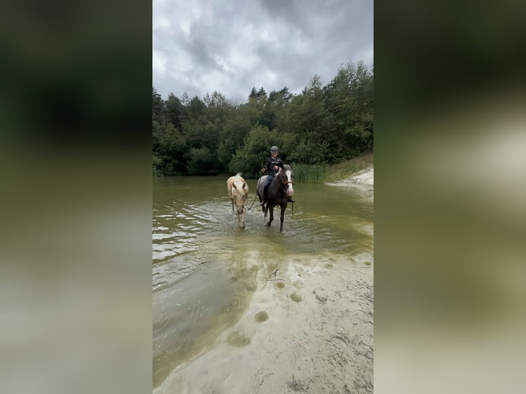 Appaloosa Mestizo Yegua 4 años 155 cm Tordo rodado in Soltau