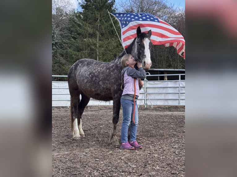 Appaloosa Mestizo Yegua 4 años 155 cm Tordo rodado in Soltau
