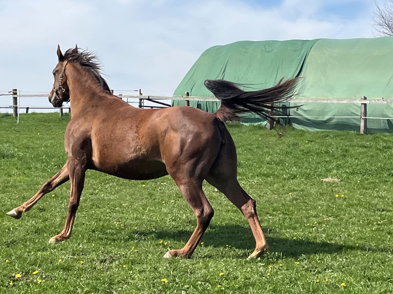 Appaloosa Yegua 4 años 157 cm Alazán rojizo in Schieder-Schwalenberg