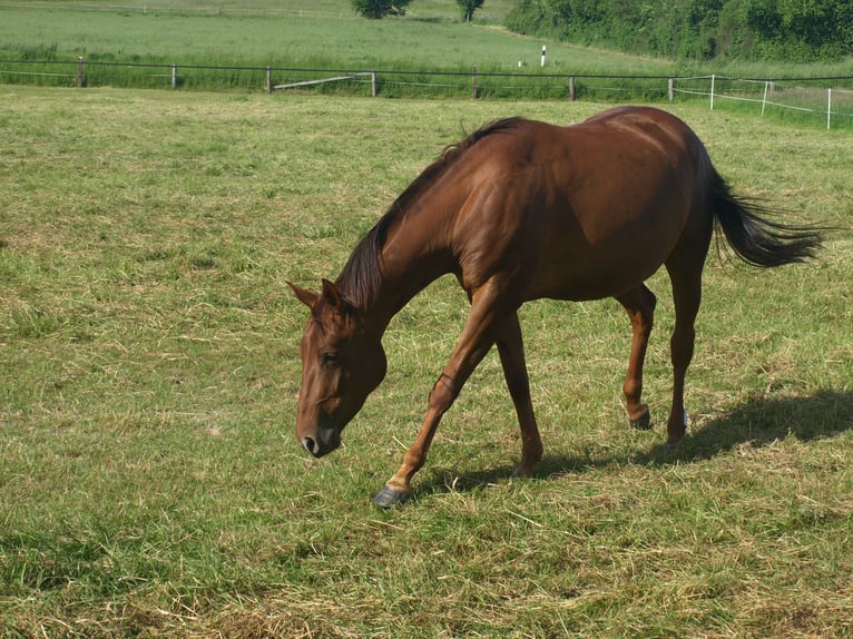Appaloosa Yegua 4 años 157 cm Alazán rojizo in Schieder-Schwalenberg