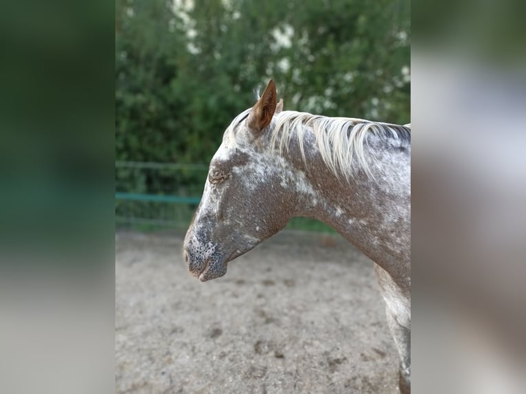 Appaloosa Yegua 4 años 157 cm Red Dun/Cervuno in Sittard