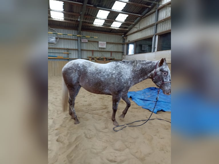 Appaloosa Yegua 4 años 160 cm Atigrado/Moteado in Nieuwkuijk