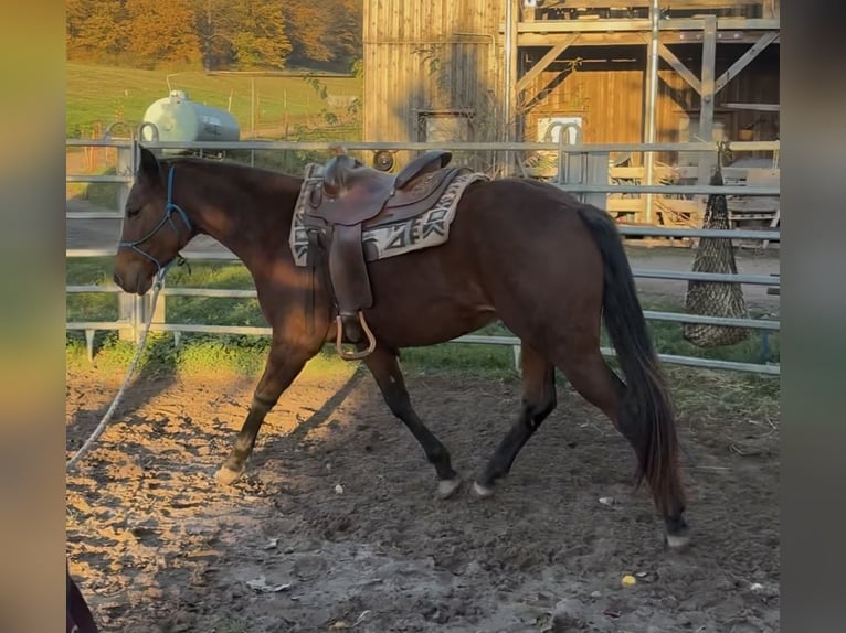 Appaloosa Yegua 4 años Castaño in Berga-Wünschendorf