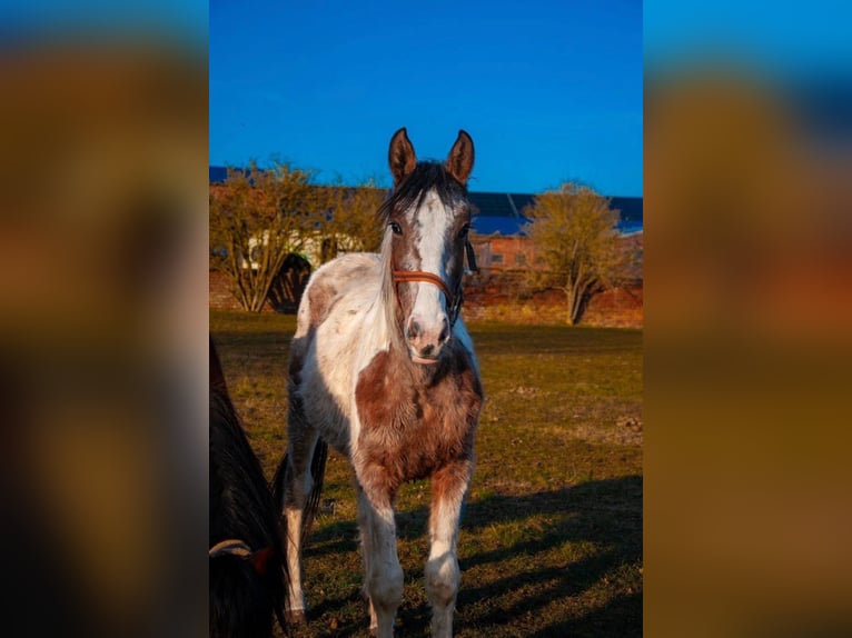 Appaloosa Mestizo Yegua 4 años Pío in Kaltohmfeld