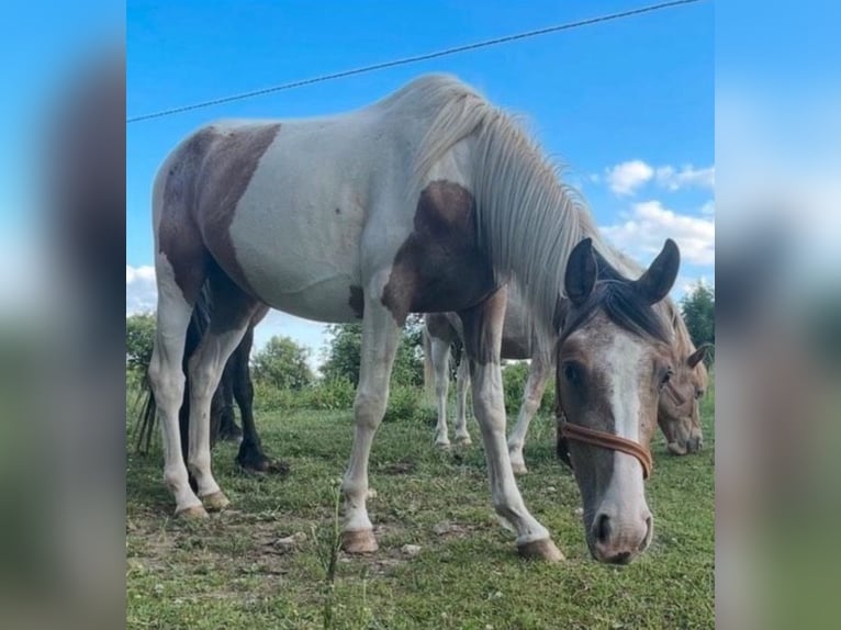 Appaloosa Mestizo Yegua 4 años Pío in Kaltohmfeld