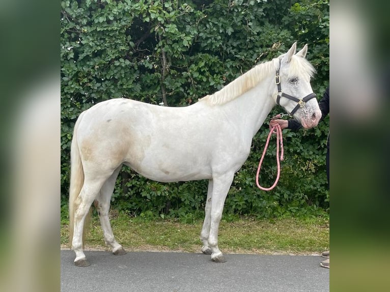 Appaloosa Yegua 5 años 140 cm Atigrado/Moteado in Beverwijk