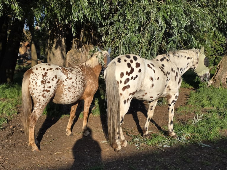 Appaloosa Yegua 5 años 142 cm Atigrado/Moteado in Naumburg