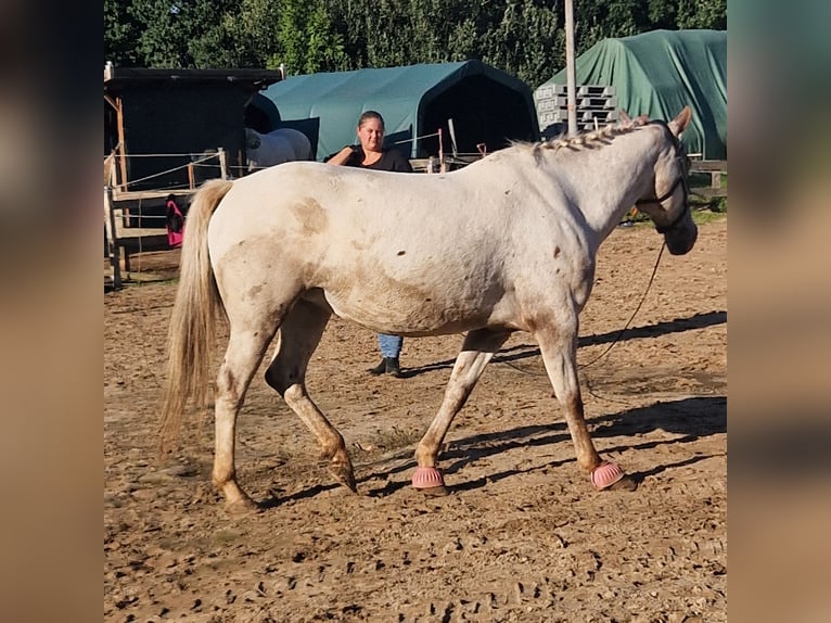 Appaloosa Mestizo Yegua 5 años 147 cm Atigrado/Moteado in Aurich