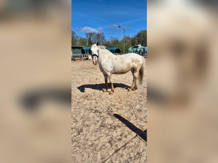 Appaloosa Mestizo Yegua 5 años 148 cm Atigrado/Moteado in Aurich
