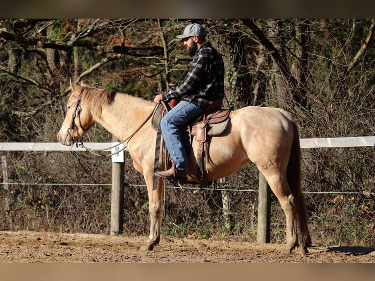 Appaloosa Mestizo Yegua 5 años 148 cm Champán in Cleppé
