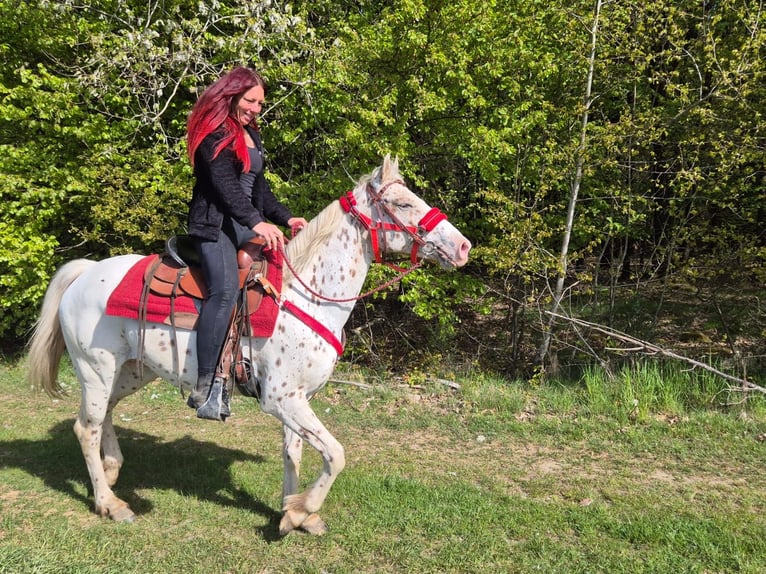 Appaloosa Yegua 5 años 149 cm Atigrado/Moteado in Linkenbach
