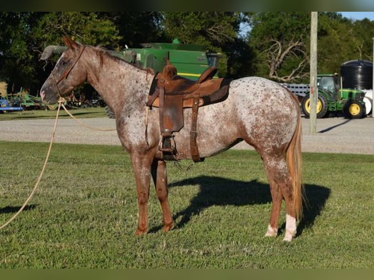 Appaloosa Yegua 5 años 152 cm Ruano alazán in Fairmont