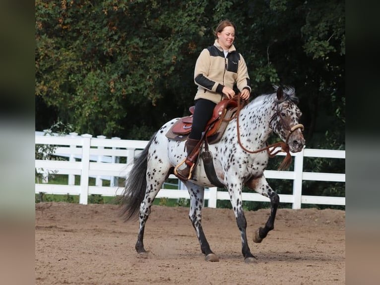 Appaloosa Mestizo Yegua 5 años 153 cm Atigrado/Moteado in Oberhausen