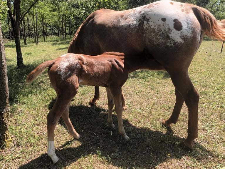 Appaloosa Yegua 5 años 154 cm Alazán-tostado in Komen