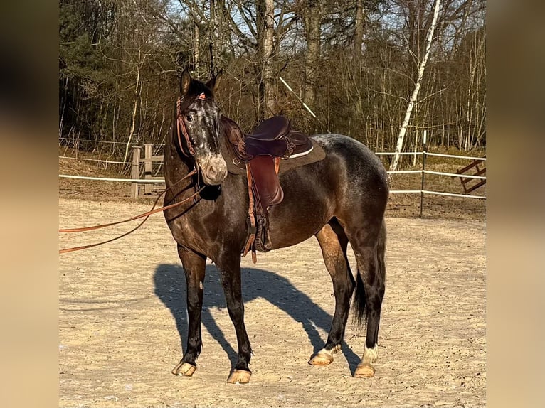 Appaloosa Mestizo Yegua 5 años 156 cm in Windhagen