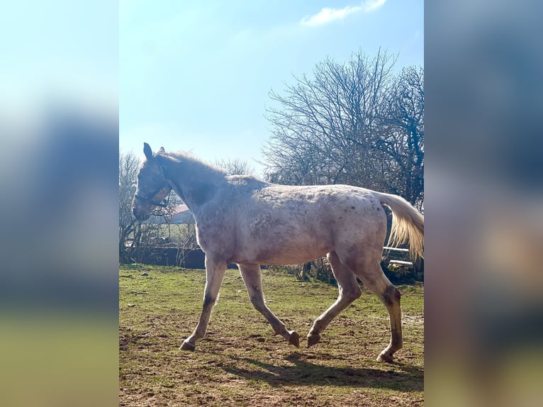 Appaloosa Mestizo Yegua 5 años 158 cm Ruano azulado in Kaltohmfeld