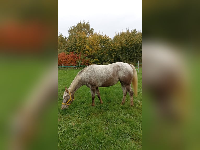 Appaloosa Yegua 5 años 160 cm Atigrado/Moteado in Schinveld