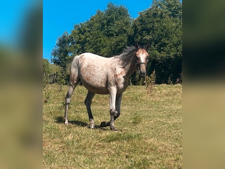 Appaloosa Mestizo Yegua 5 años Ruano azulado in Kaltohmfeld