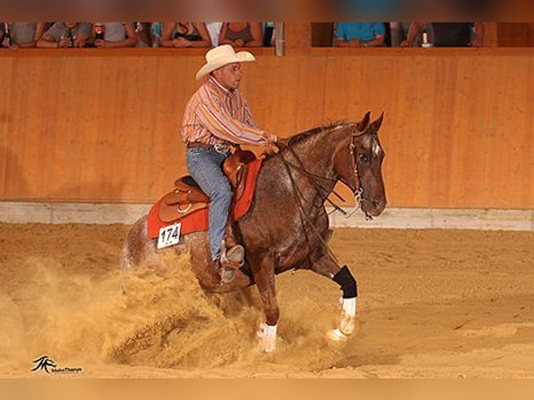 Appaloosa Yegua 6 años 148 cm Alazán-tostado in Ratingen