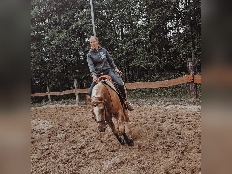 Appaloosa Mestizo Yegua 6 años 148 cm Red Dun/Cervuno in Leverkusen