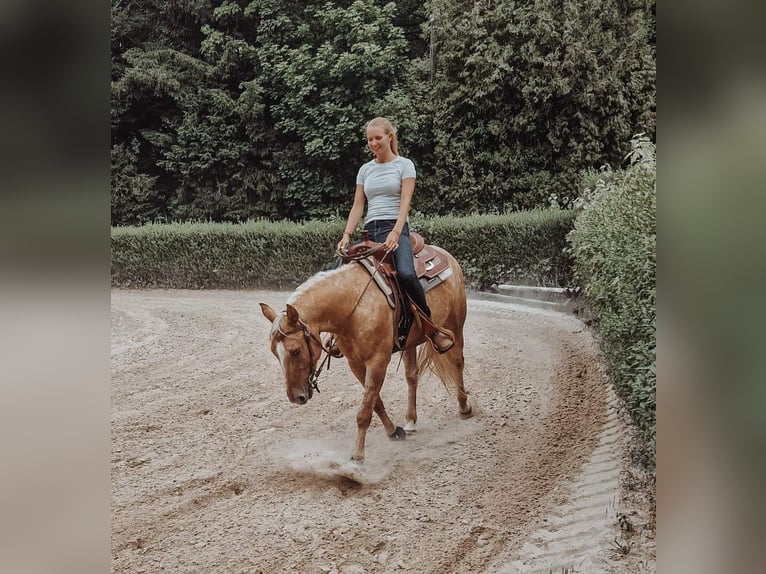 Appaloosa Mestizo Yegua 6 años 148 cm Red Dun/Cervuno in Leverkusen