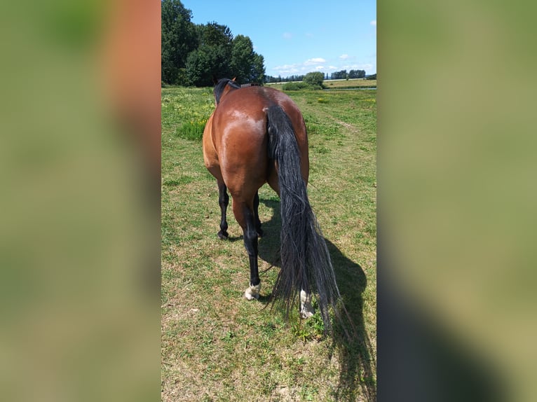 Appaloosa Yegua 6 años 160 cm Castaño in Staré Sedlo